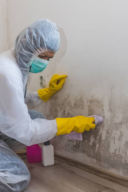 Best Attic Mold Removal  in Fennville, MI