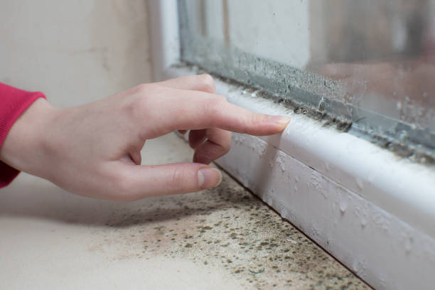 Best Mold Documentation for Insurance Claims  in Fennville, MI