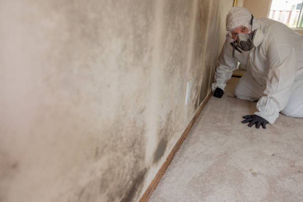 Best Biohazard Mold Removal  in Fennville, MI